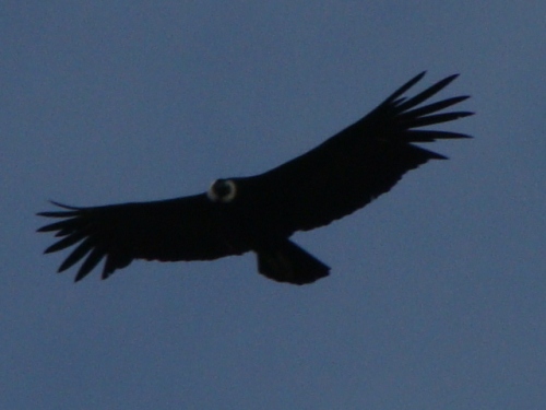 ein Condor
